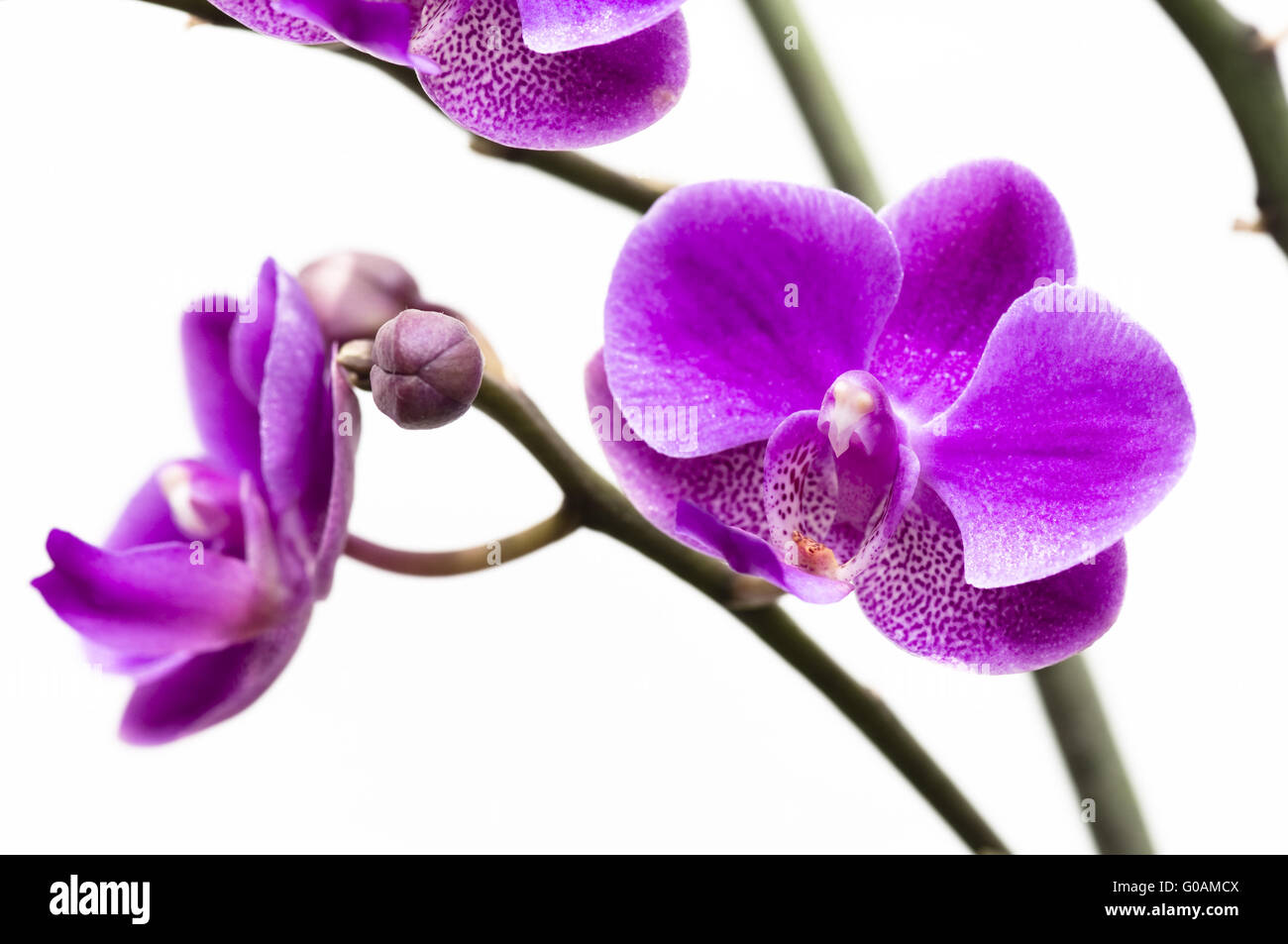 Pink orchid flower isolated on white background Stock Photo