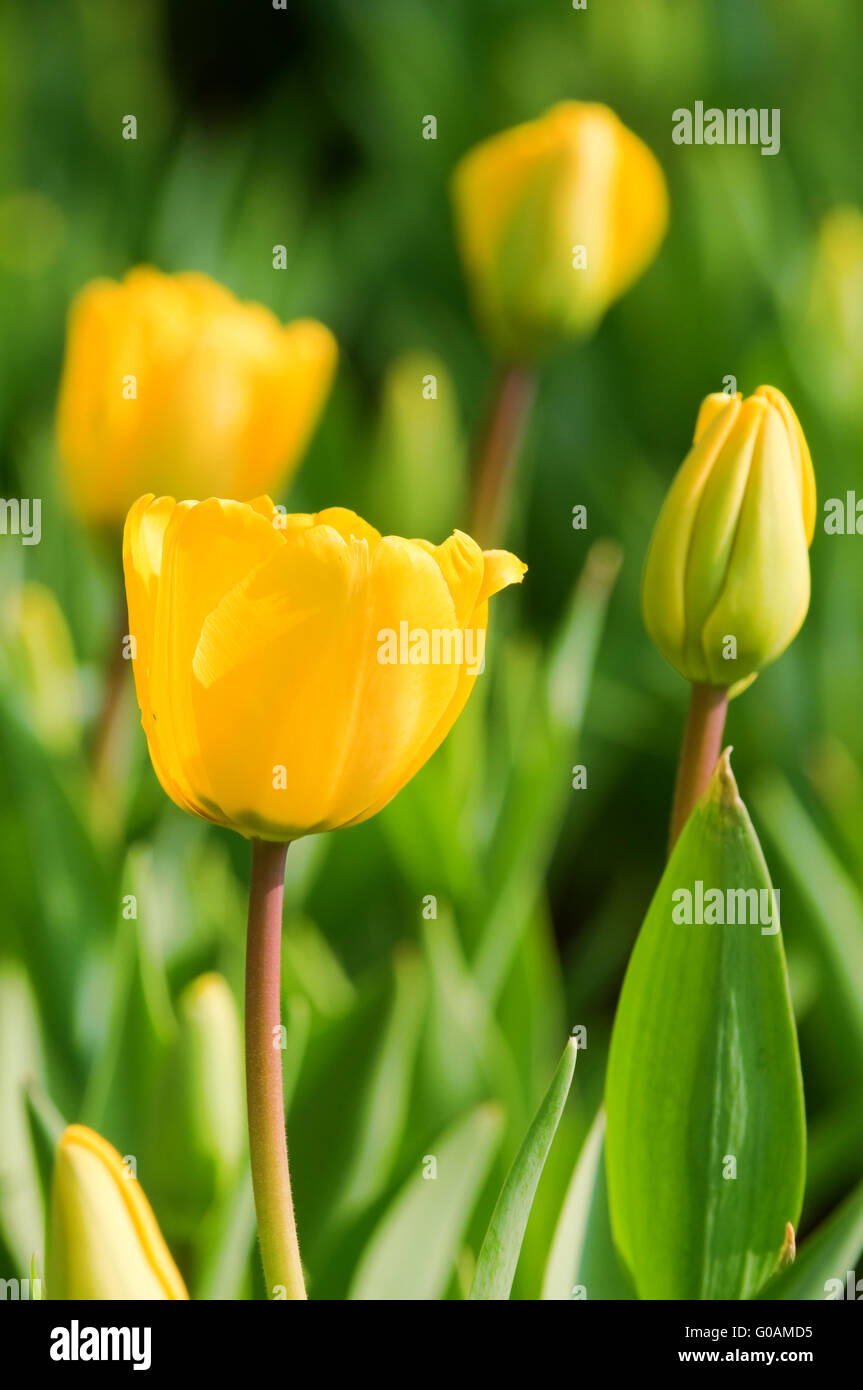 The close view of yellow tulips over green leafs Stock Photo