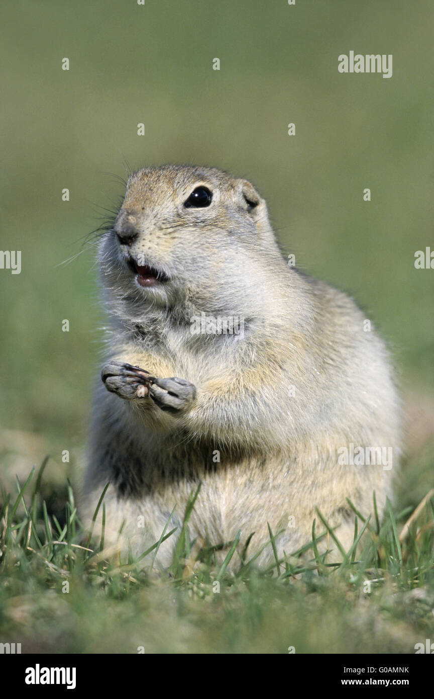 Richardson ground squirrel hi-res stock photography and images - Alamy