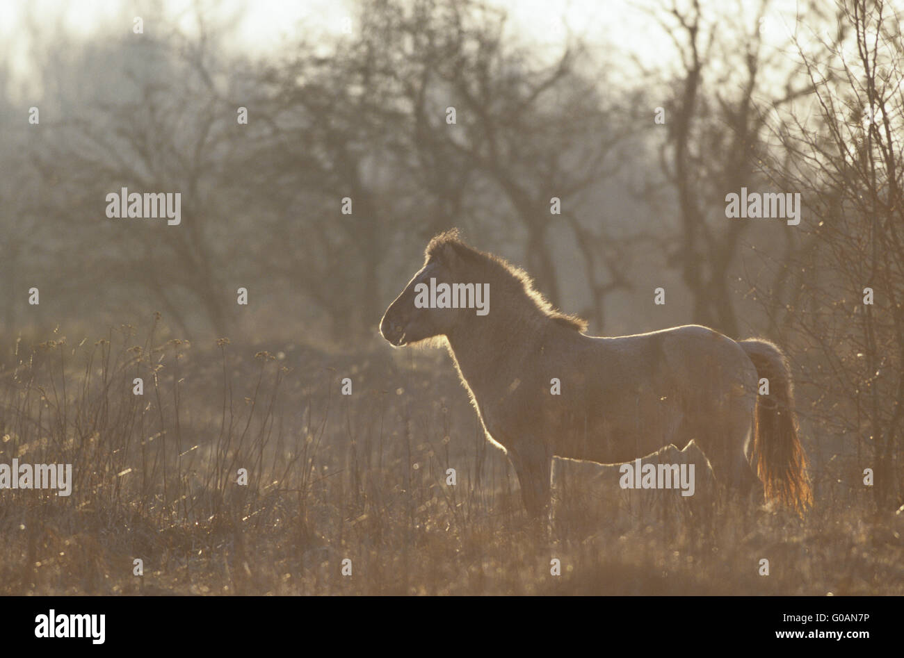 Heck Horse stallion in backlight observing mares Stock Photo