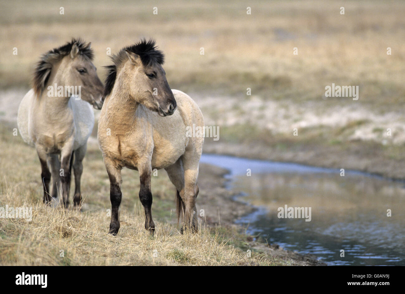 Heck Horse stallion and mare at a riverbank Stock Photo