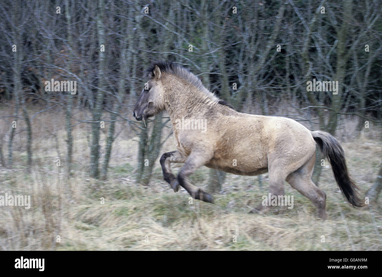 Heck Horse stallion gallops in a forest Stock Photo
