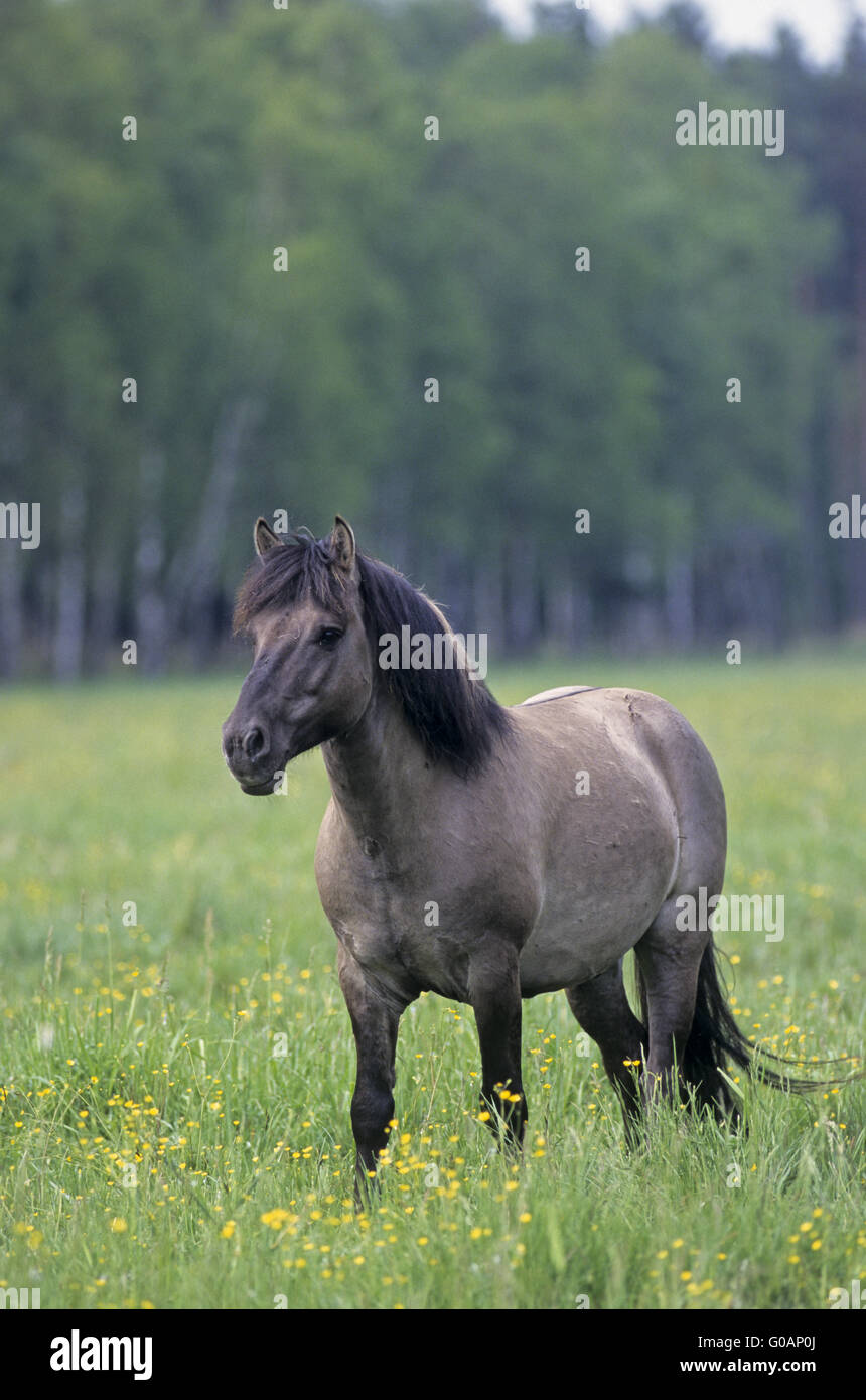 Heck Horse stallion observing alert his herd Stock Photo