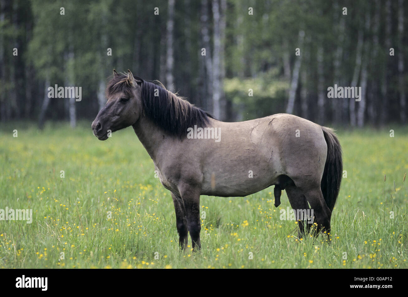 Heck Horse stallion observing alert his herd Stock Photo