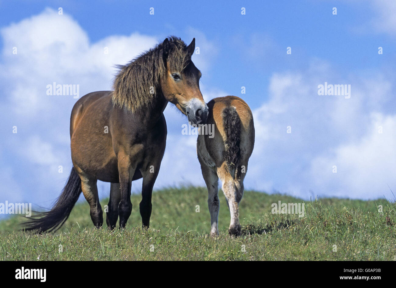 Exmoor Pony stallion and foal resting on a dune Stock Photo