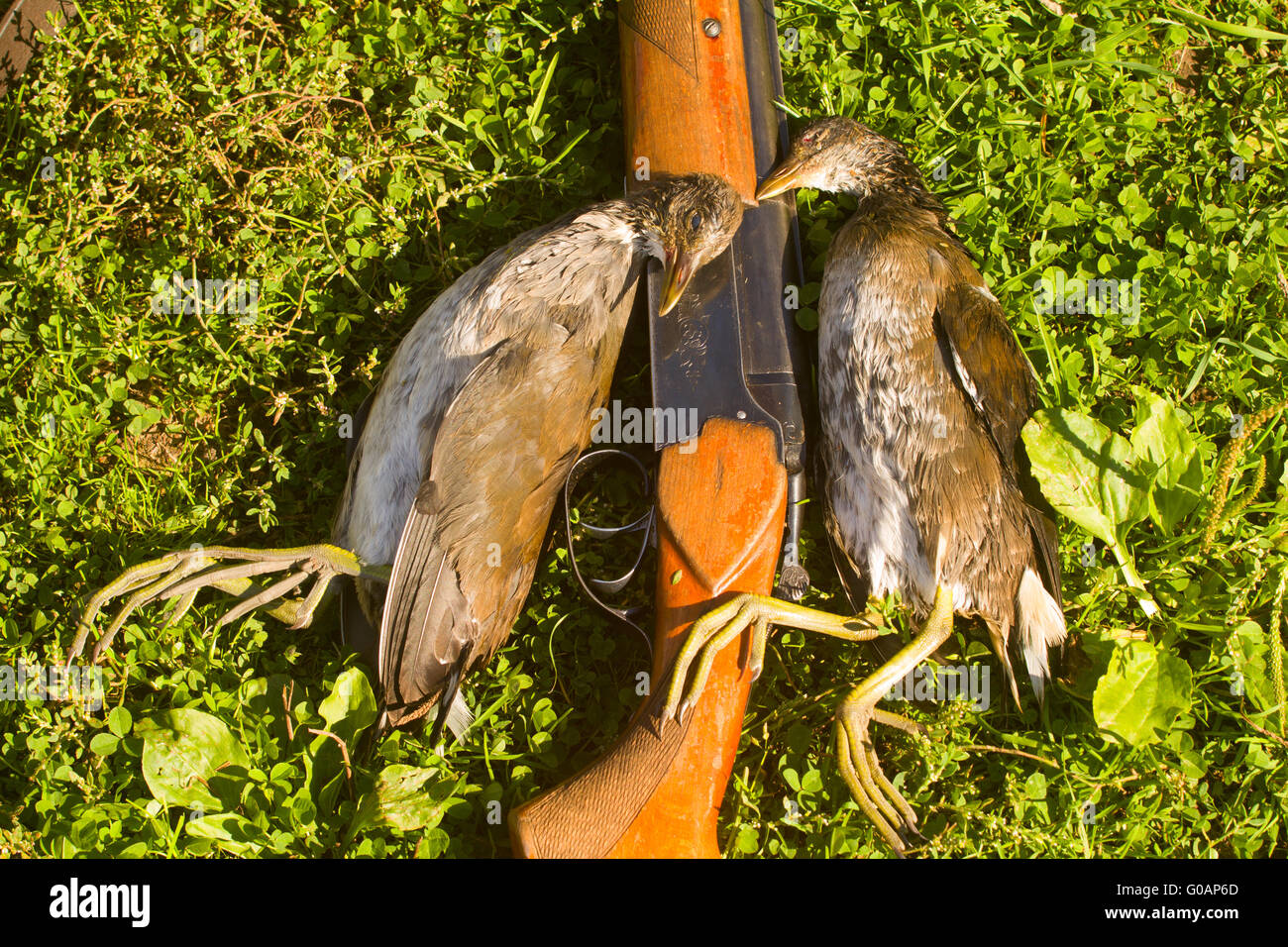 hunting trophy, crake,  marsh game, on a green grass Stock Photo