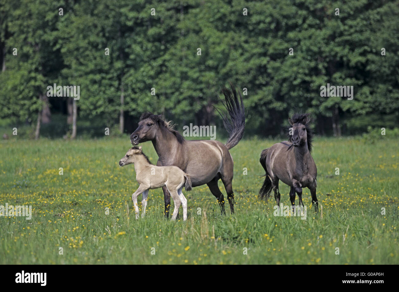 Heck Horse stallion attacking mare and foal Stock Photo