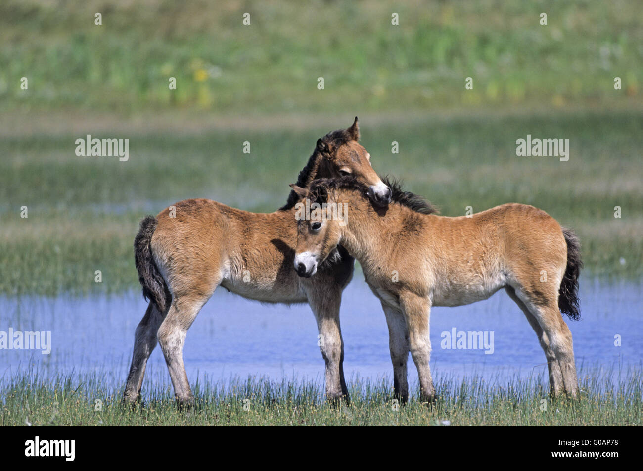 Wild horses grooming hires stock photography and images Alamy