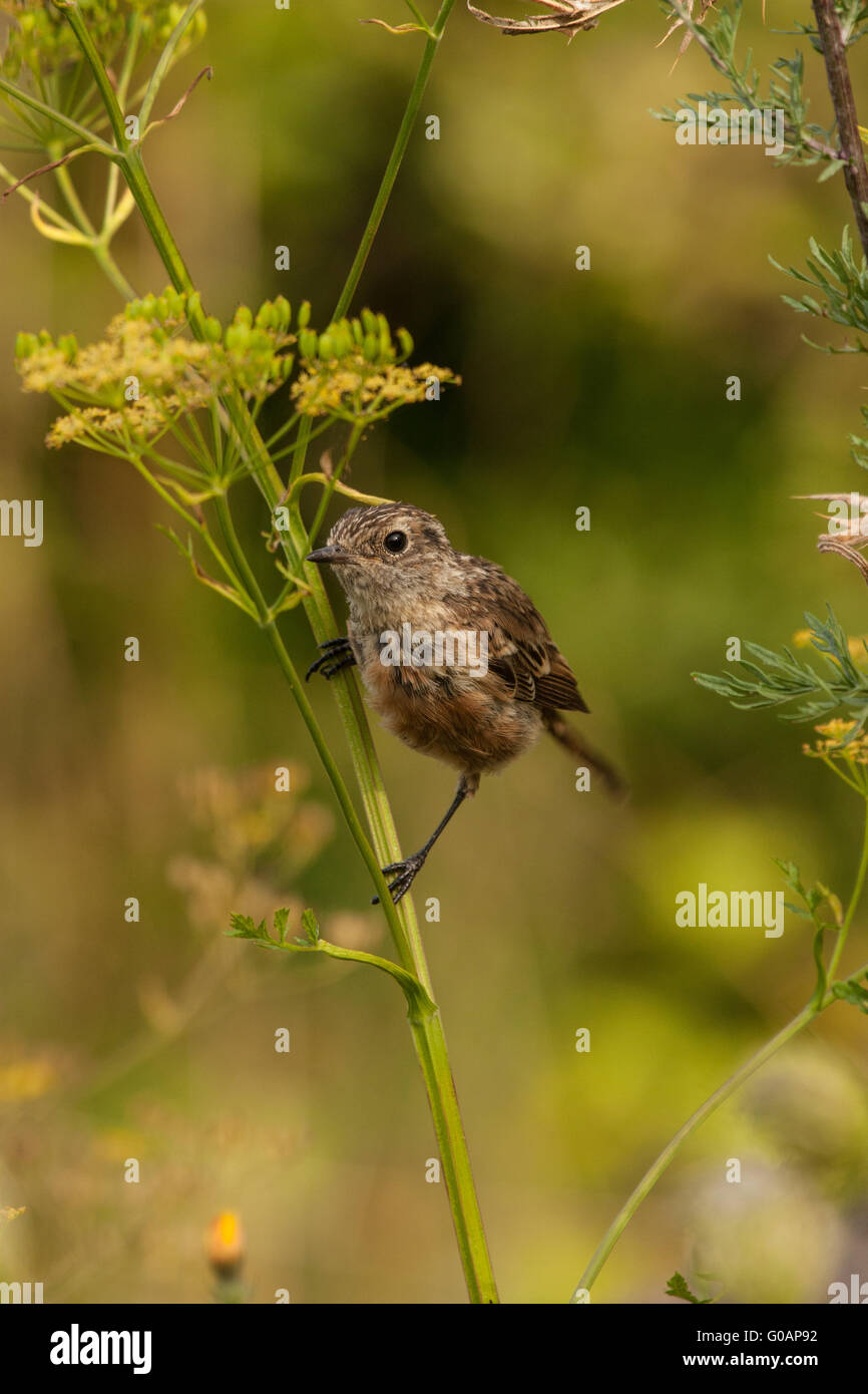 Young stonechat Stock Photo