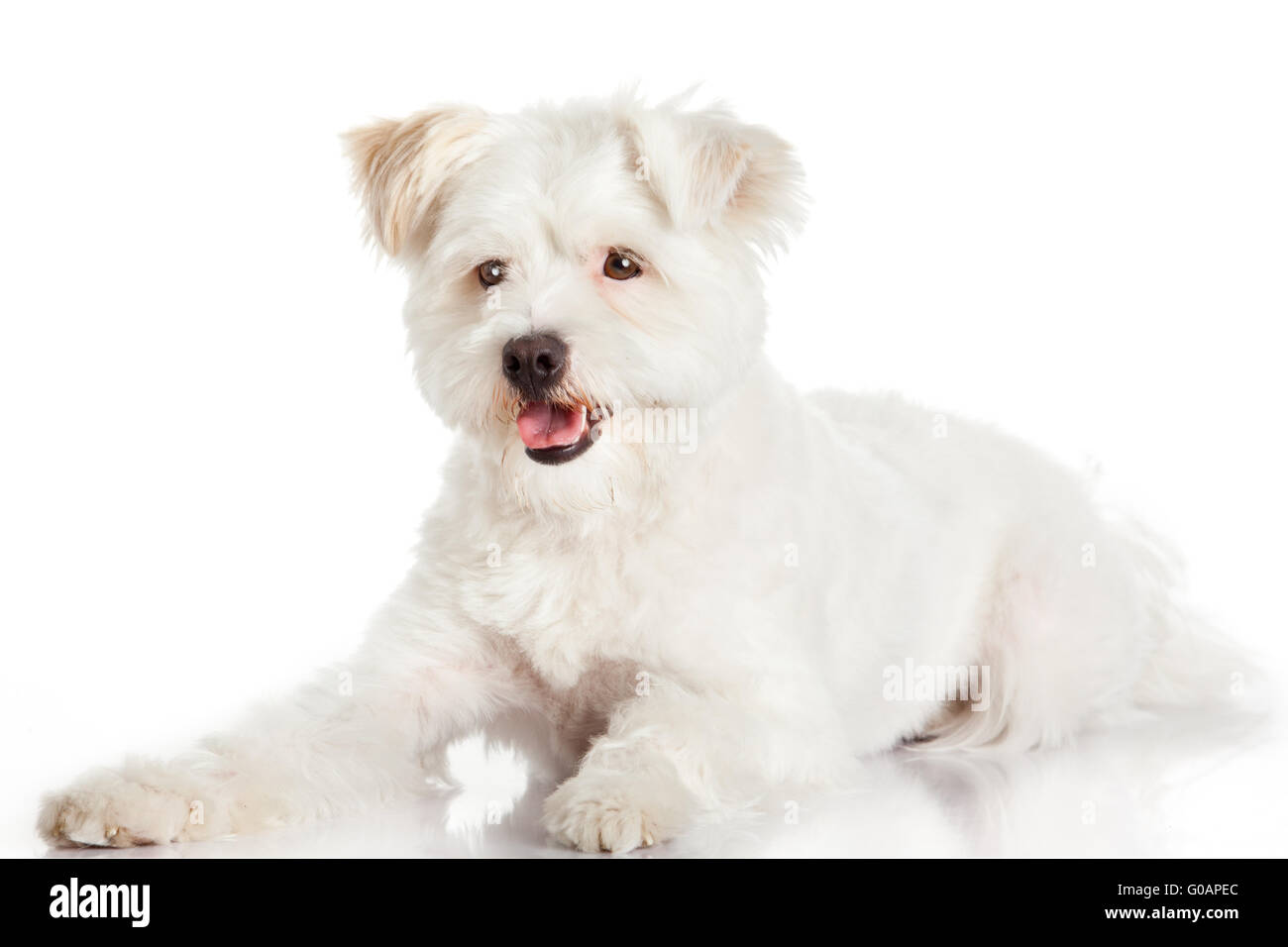 Beautiful Dog isolated on white background Stock Photo - Alamy