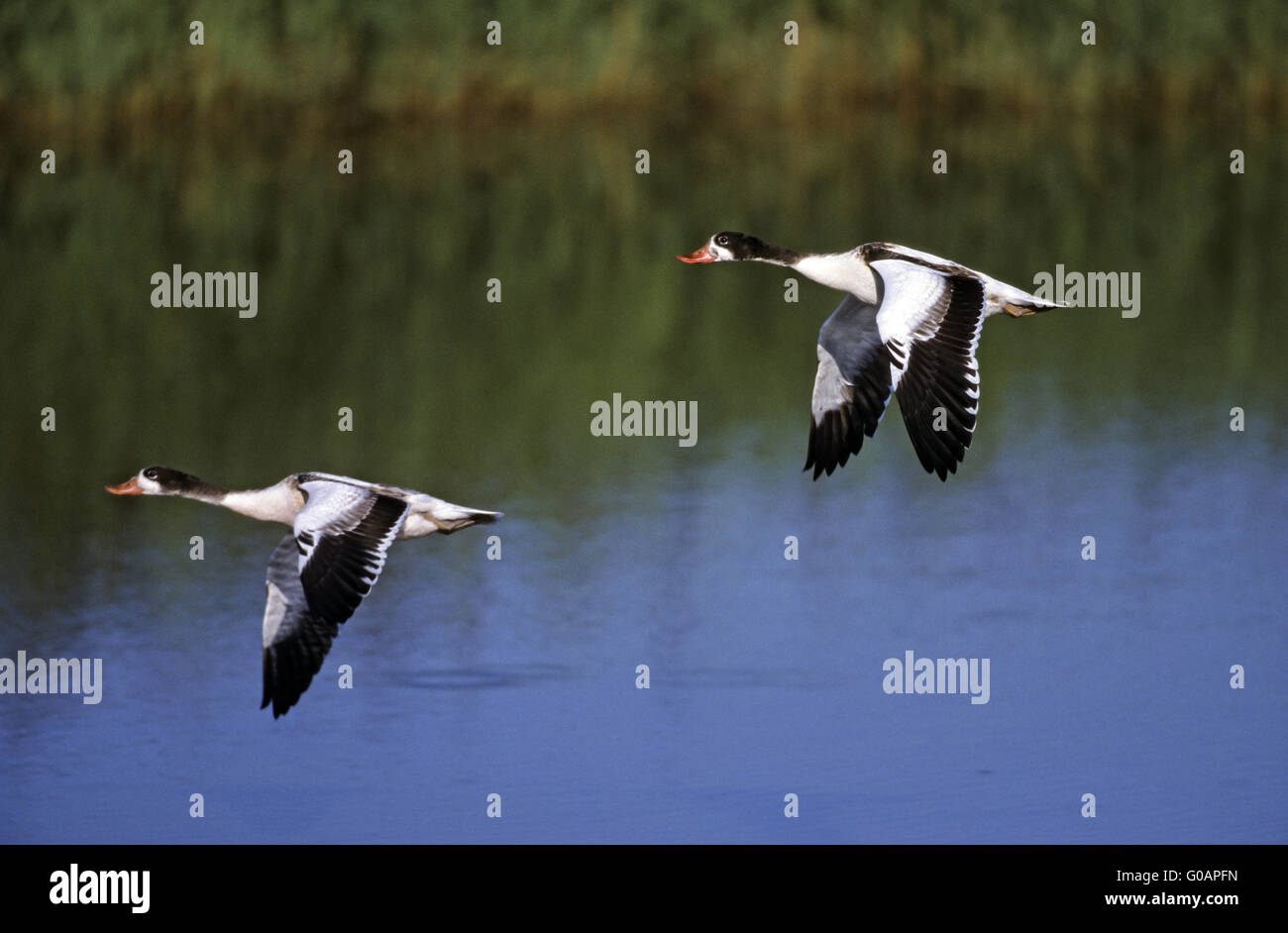 Two juvenile Shelducks flying over a pond Stock Photo