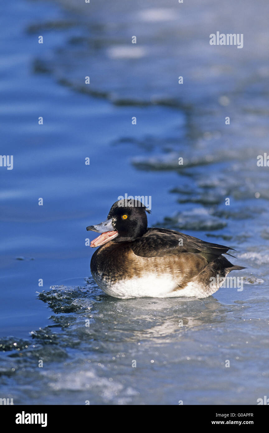 One Tufted Duck female resting on a sheet of ice Stock Photo