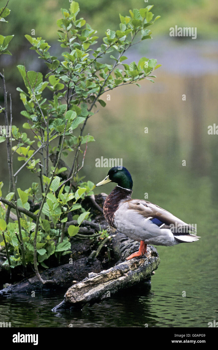 One Mallard drake resting on a root of an alder Stock Photo