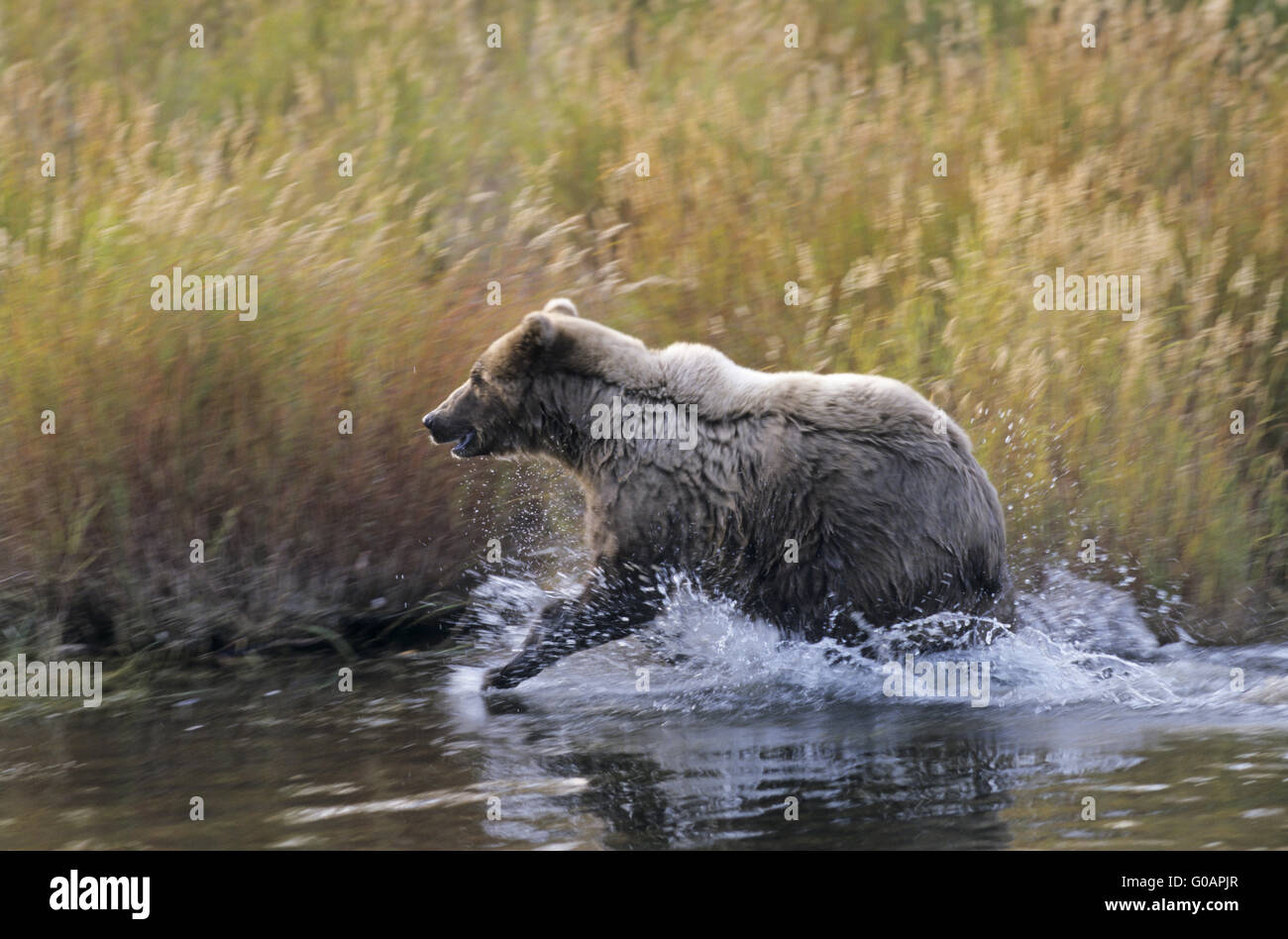 One Grizzly Bear catching Salmon in Brooks River Stock Photo
