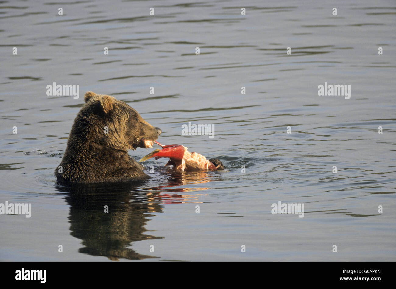 One Grizzly Bear eating a captured Red Salmon Stock Photo