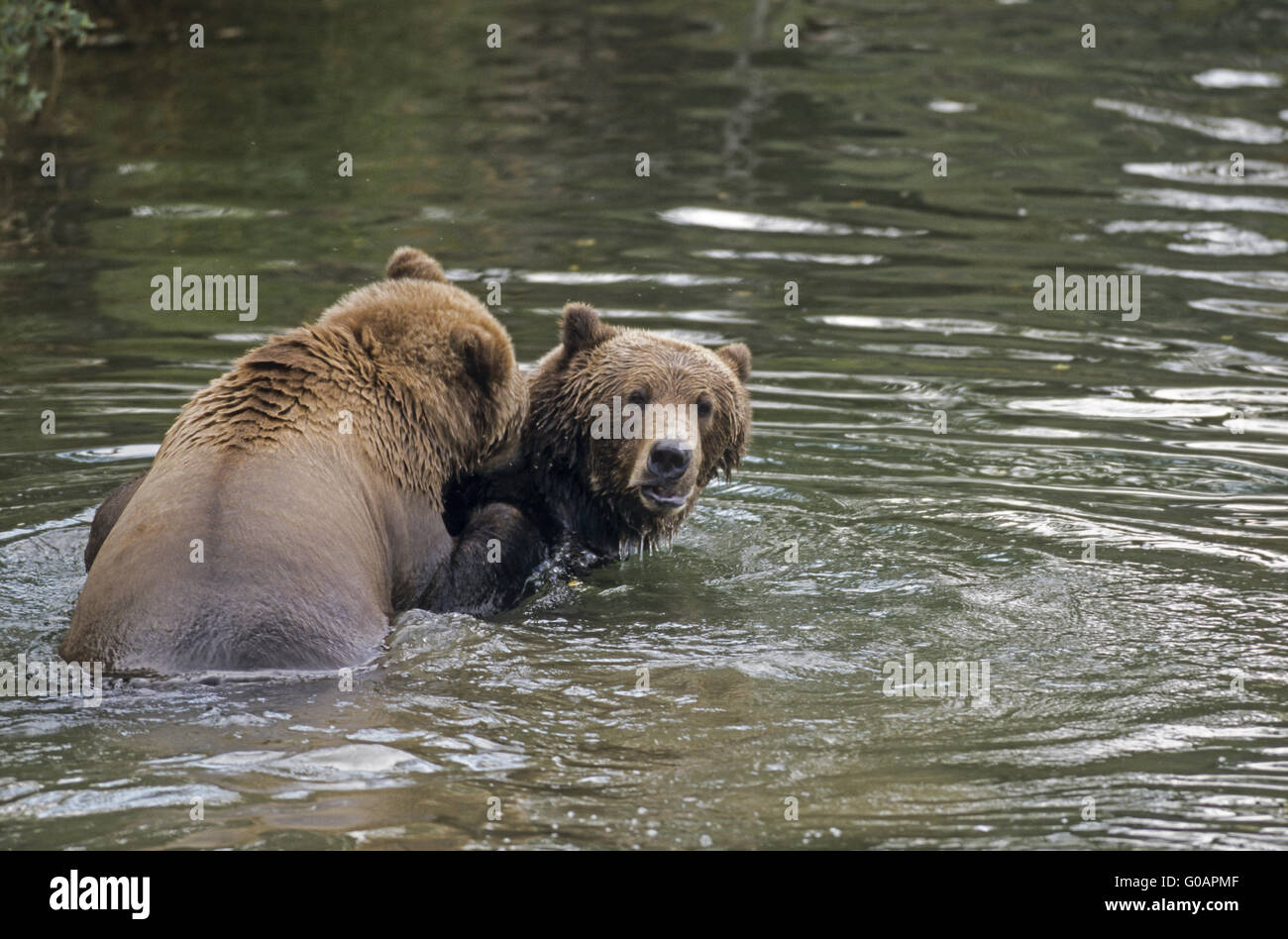 Two Grizzly Bears playfully fighting in water Stock Photo