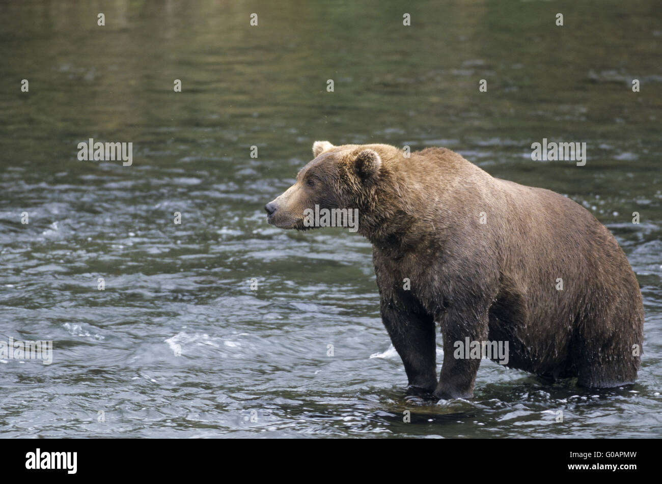 One Grizzly Bear catching Salmon in Brooks River Stock Photo