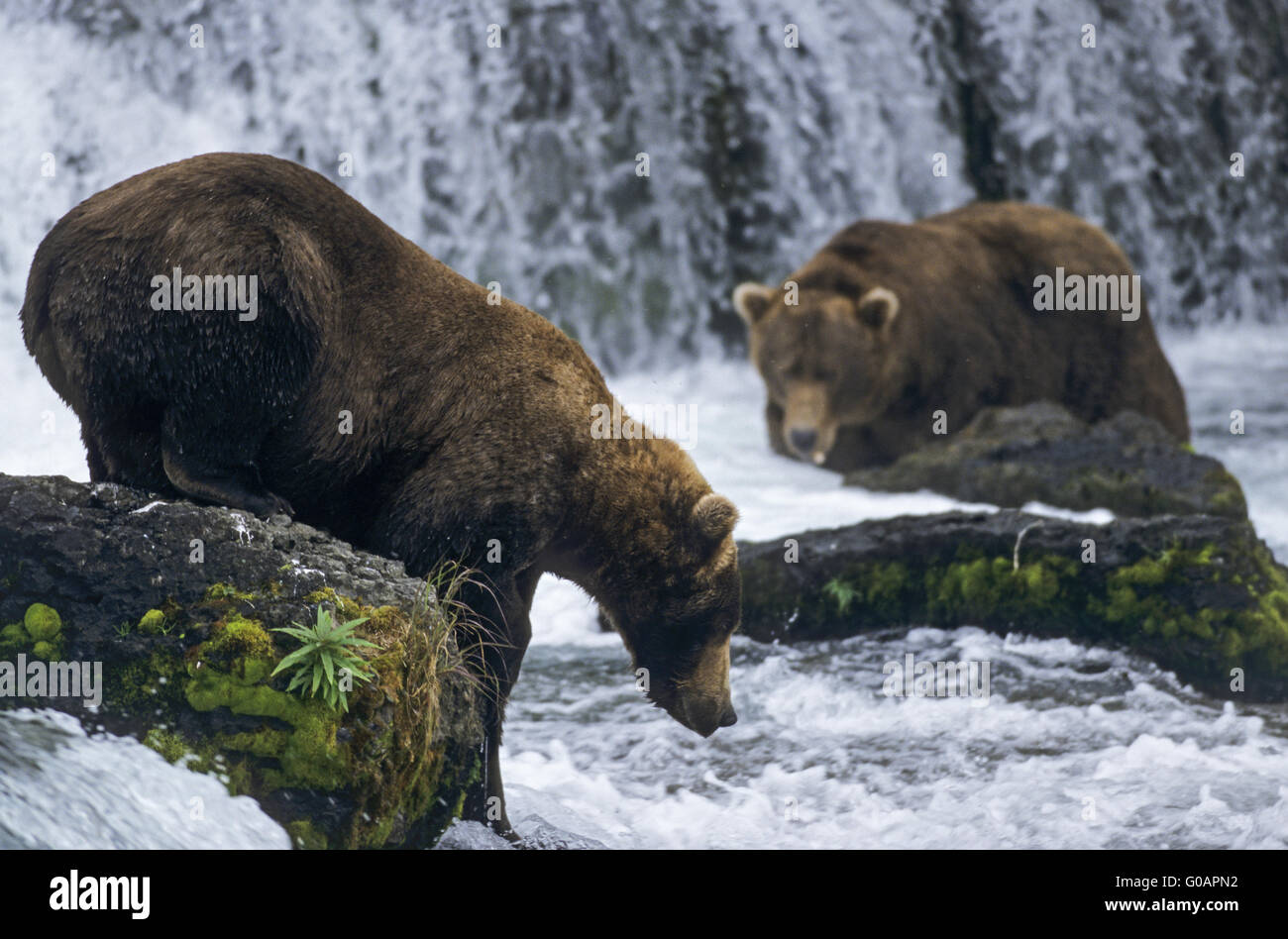 Two Grizzly Bears catching Salmon at Brooks Falls Stock Photo Alamy