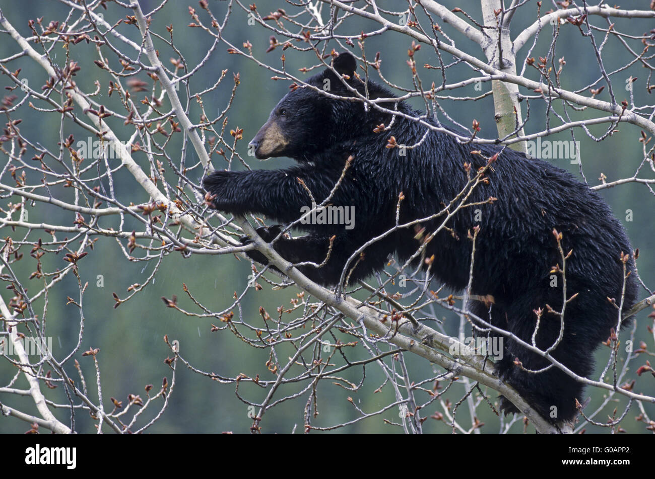 One Black Bear sow climbing in an aspen tree Stock Photo
