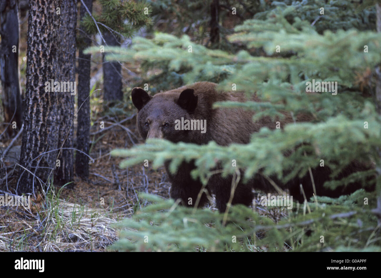 One Cinnamon Black Bear sow searching for food Stock Photo