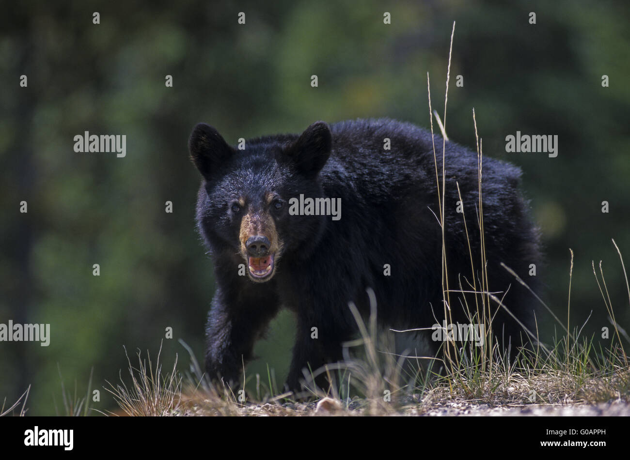 Baby black bear hi-res stock photography and images - Alamy