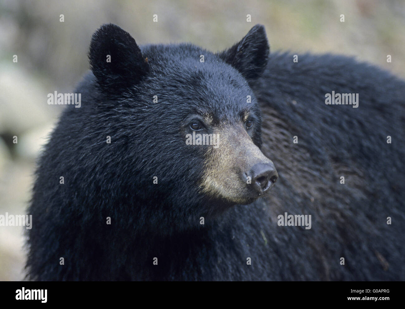 One Black Bear male in portrait Stock Photo