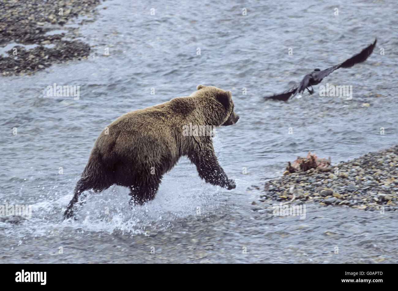 Grizzly Bear collecting the remains from a Caribou Stock Photo