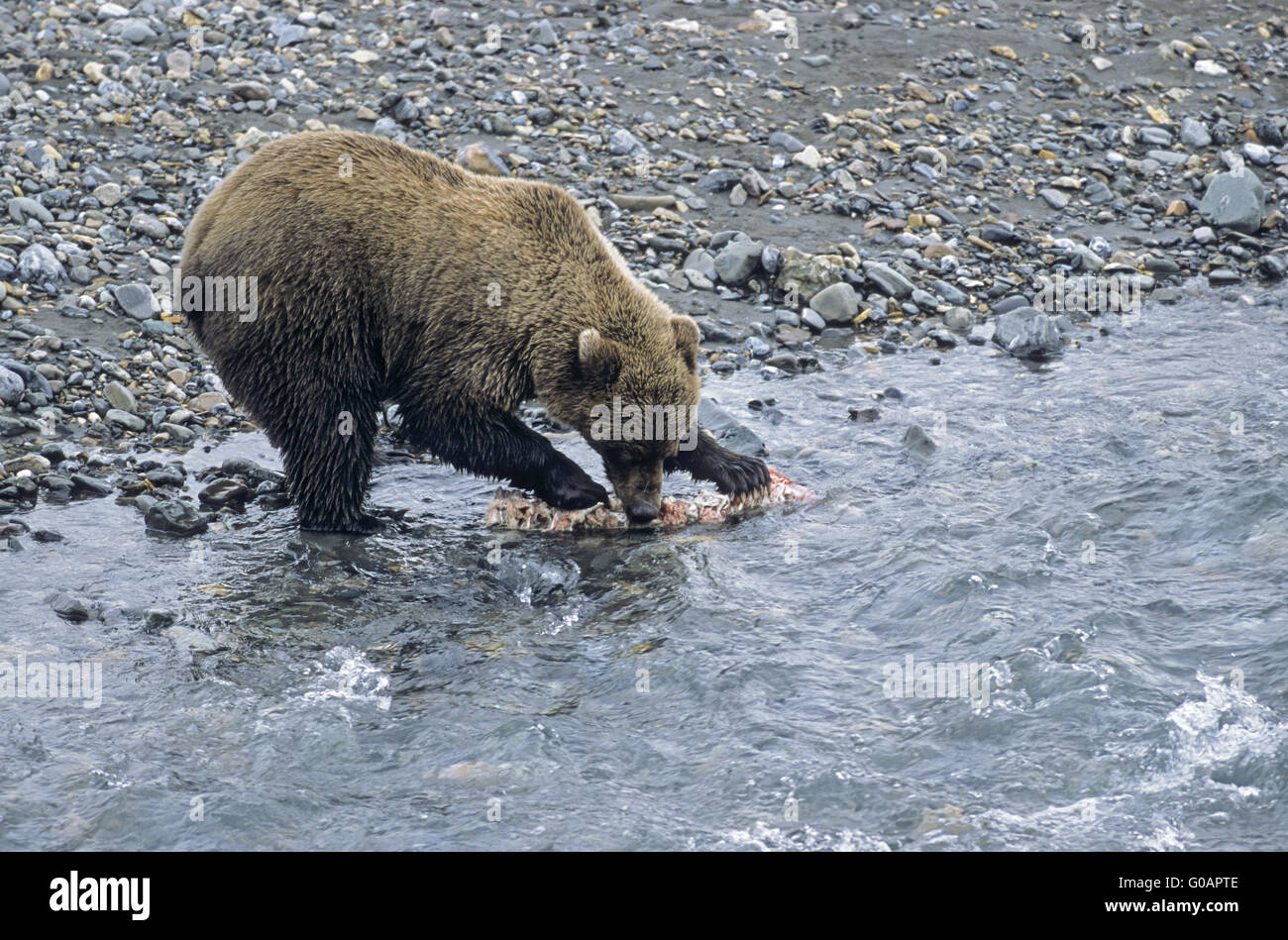 Grizzly Bear collecting the remains from a Caribou Stock Photo