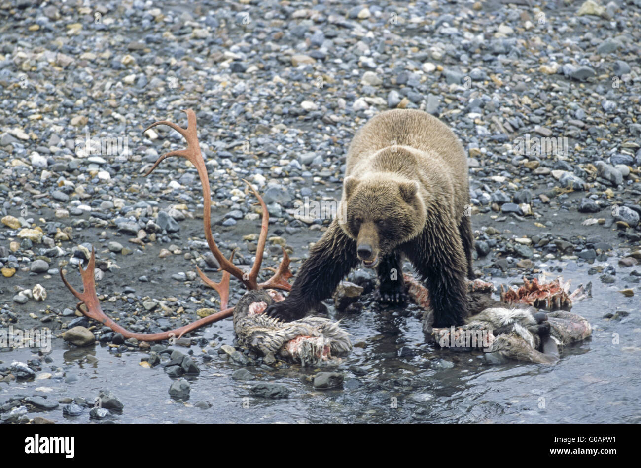 Grizzly Bear standing near a Caribou cadaver Stock Photo