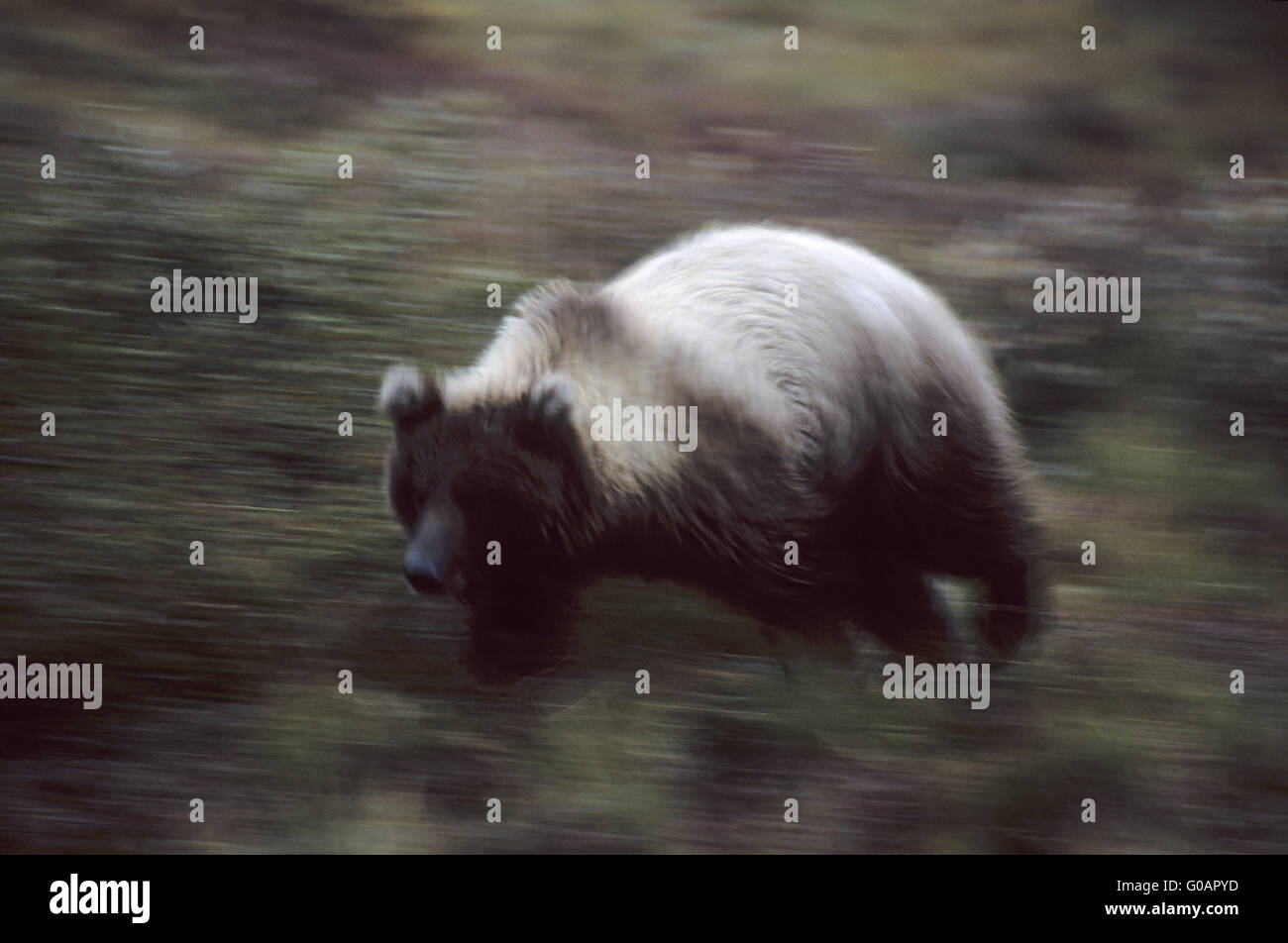 Grizzly Bear sow searching for food in the night Stock Photo