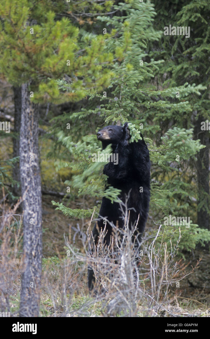 Bear scratching on tree hires stock photography and images Alamy