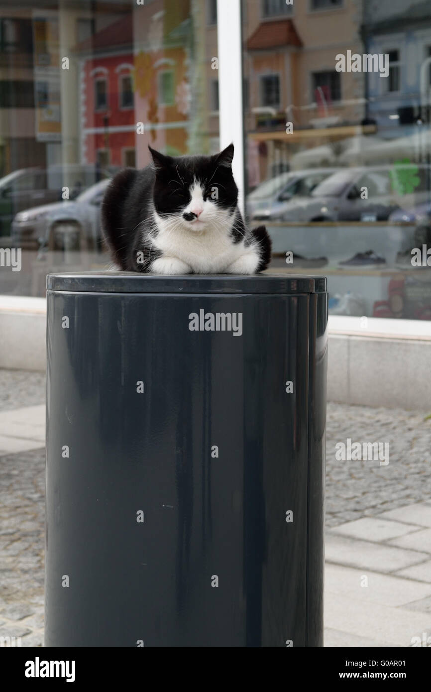 Domestic cat on the garbage can in the middle of t Stock Photo