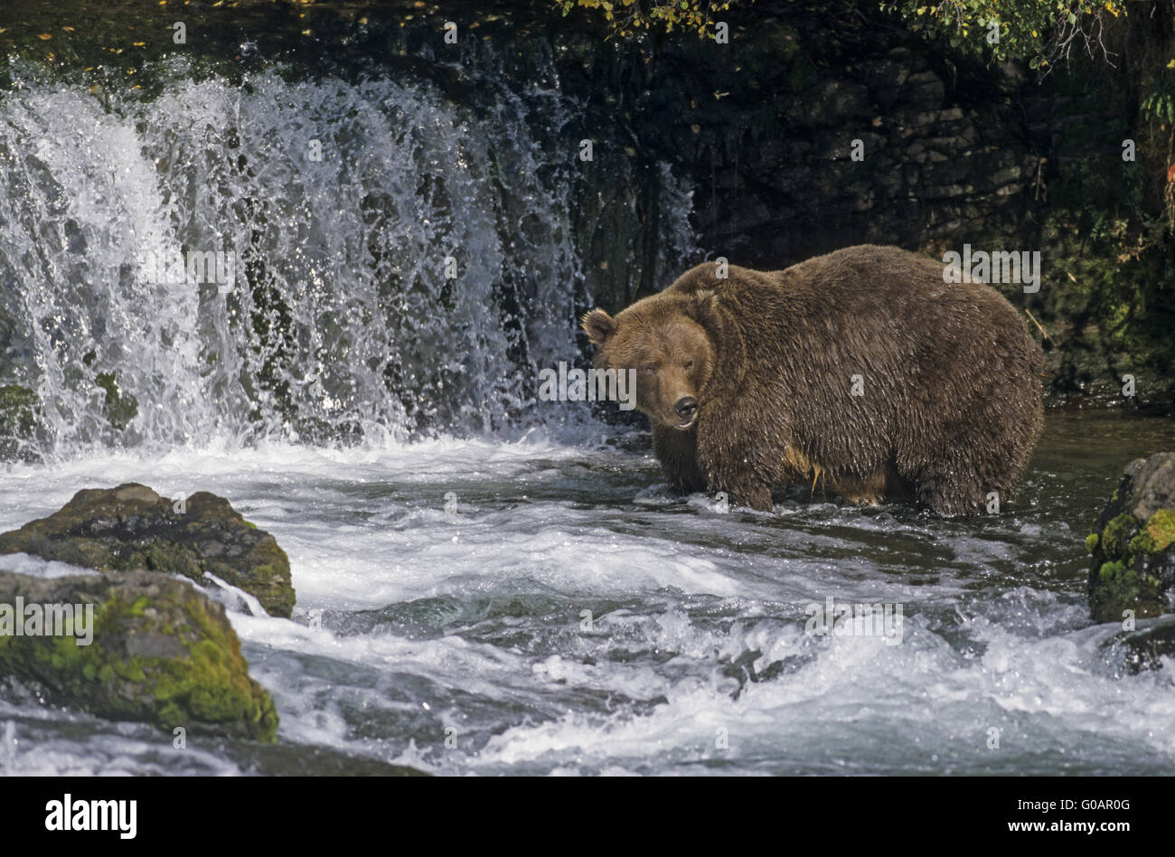 Grizzly Bear catching Salmon at Brooks Falls Stock Photo