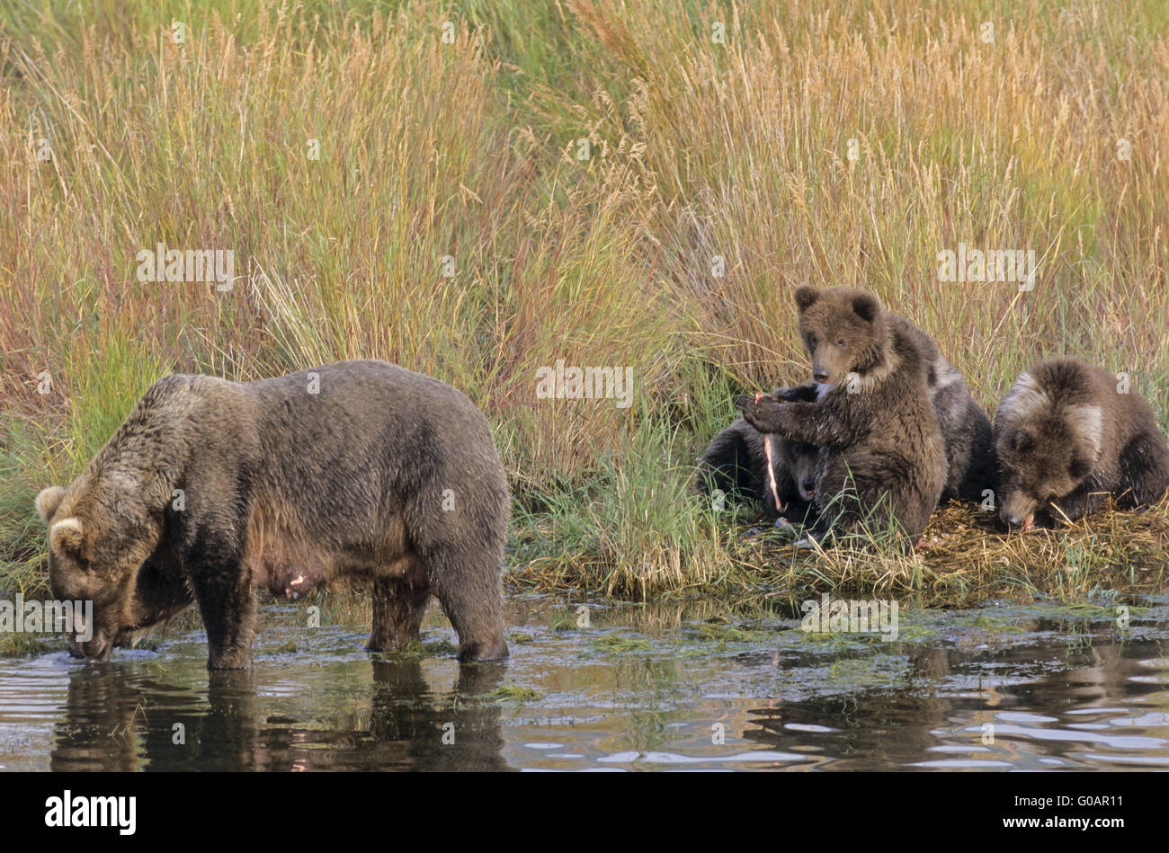 Grizzly Bear sow with four cubs at Brooks River Stock Photo
