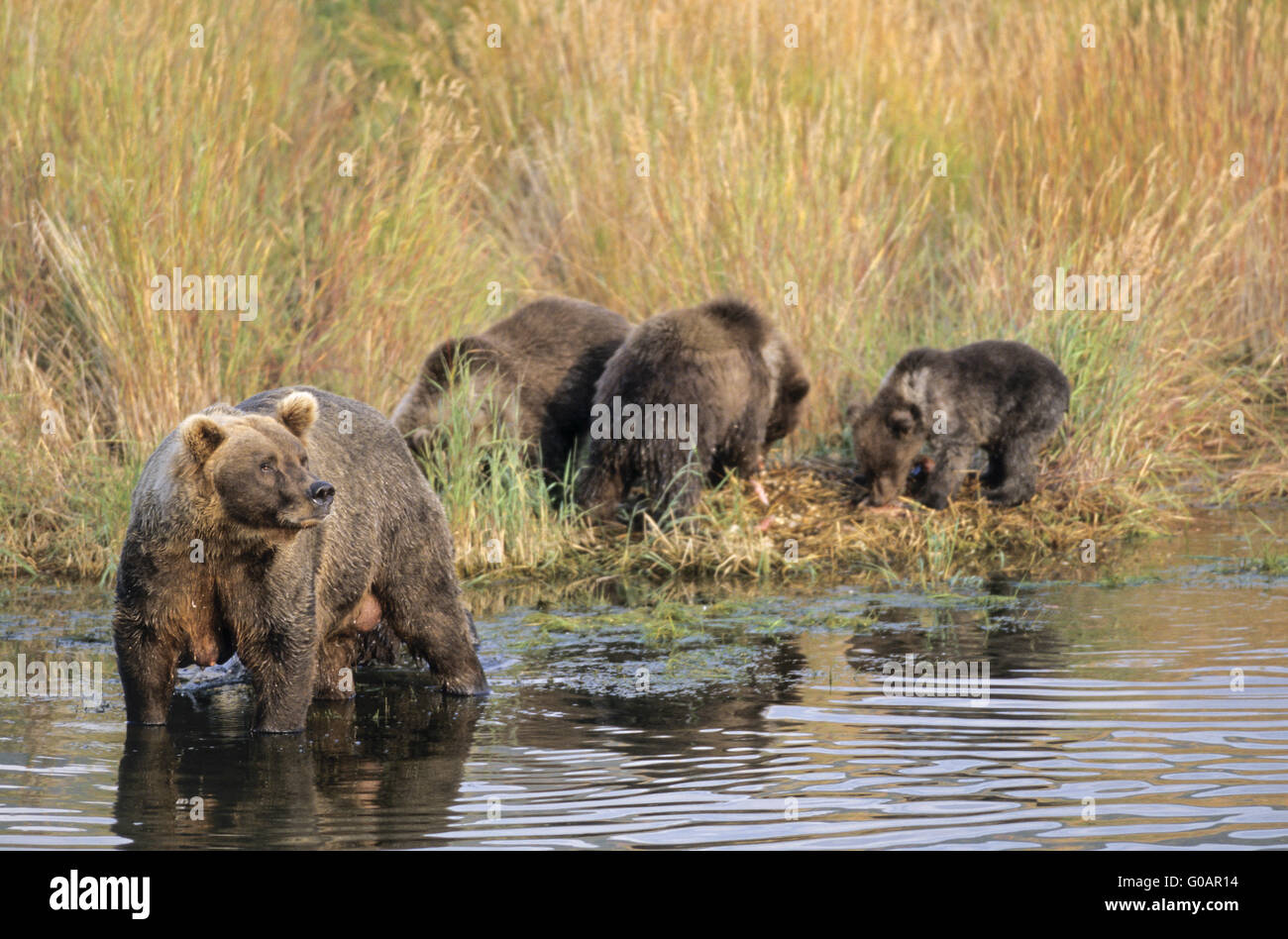 Grizzly Bear sow with three cubs at Brooks River Stock Photo