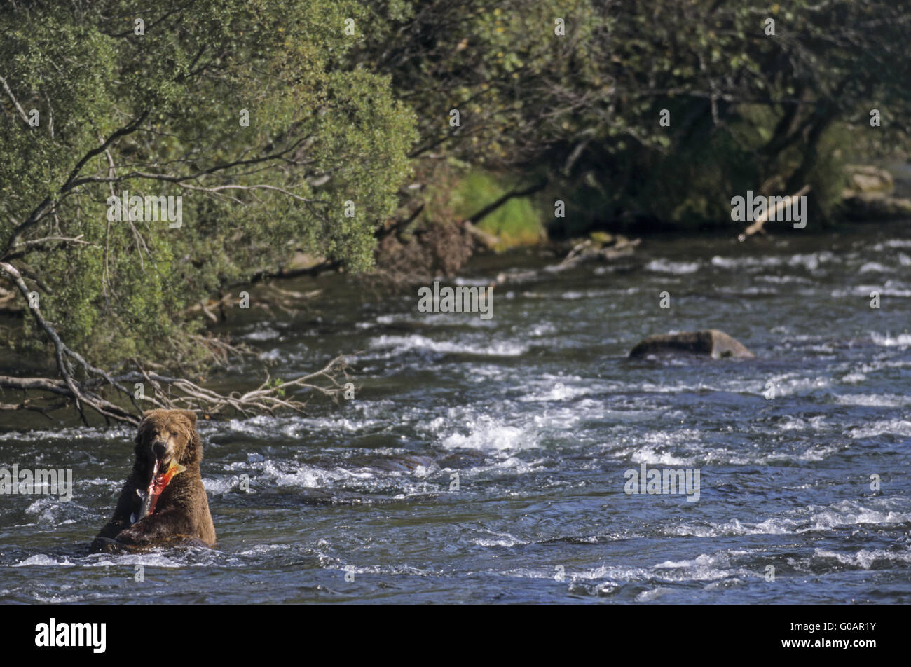 Grizzly Bear eats a captured Sockeye Salmon Stock Photo