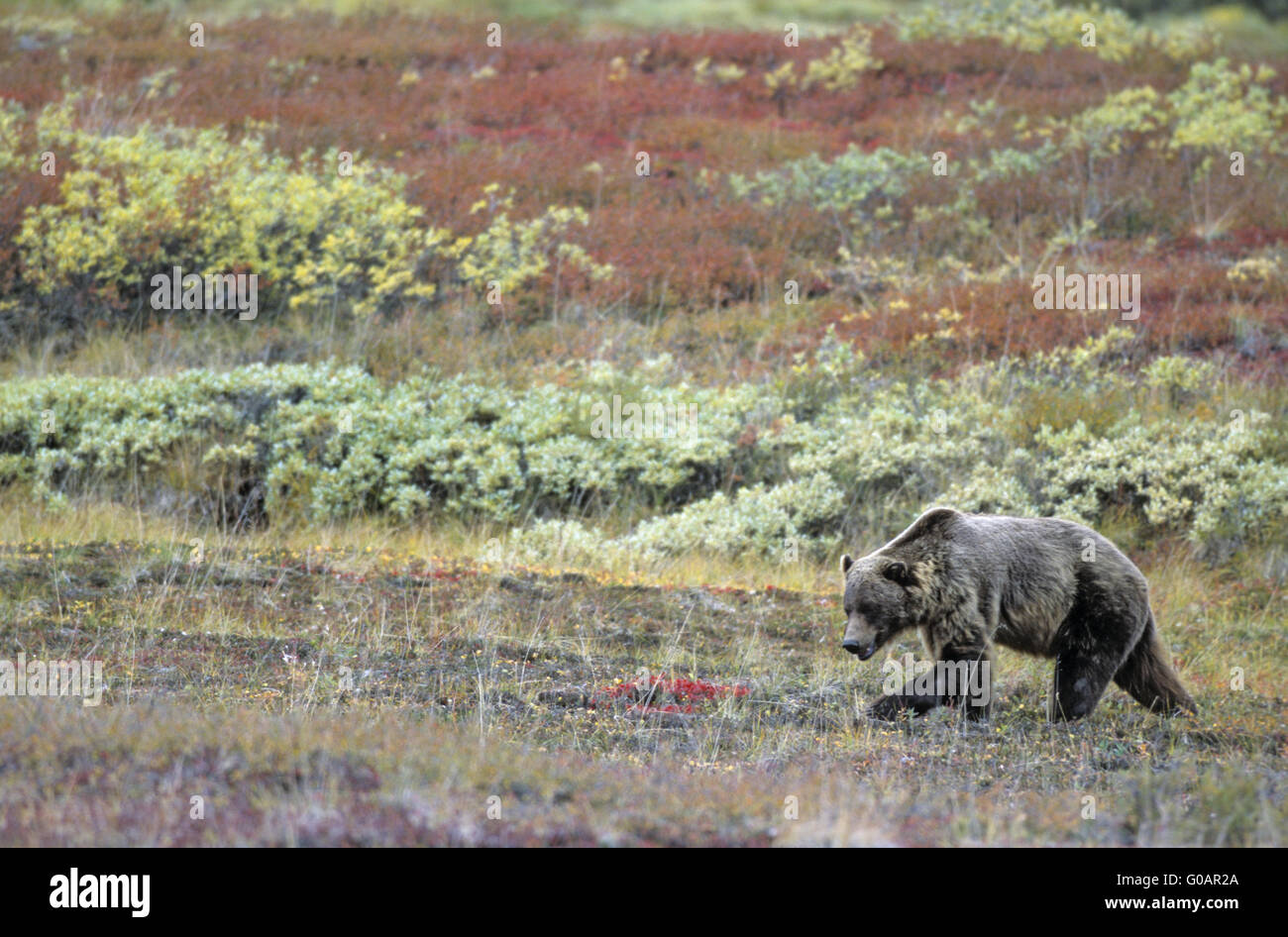 Grizzly Bear searching for food in the tundra Stock Photo