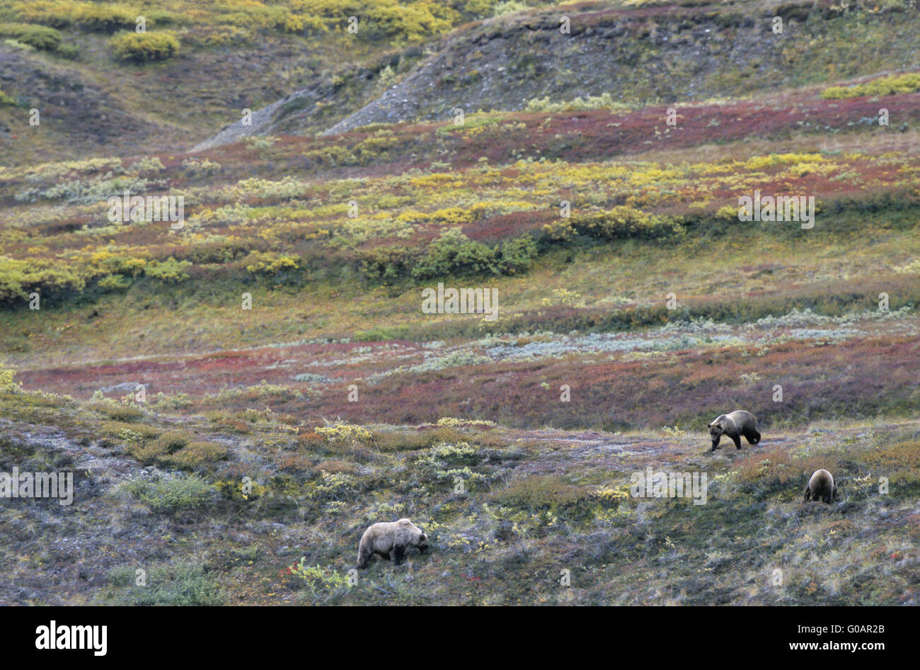 Grizzly Bear sow with cubs searching for food Stock Photo
