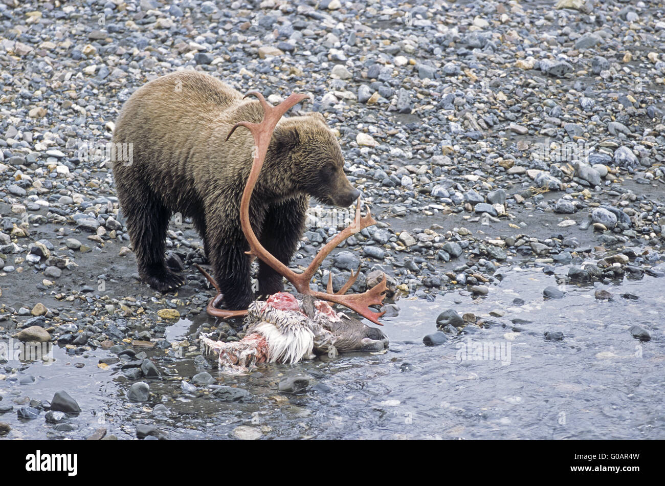 Grizzly Bear at a Caribou cadaver killed from wolf Stock Photo