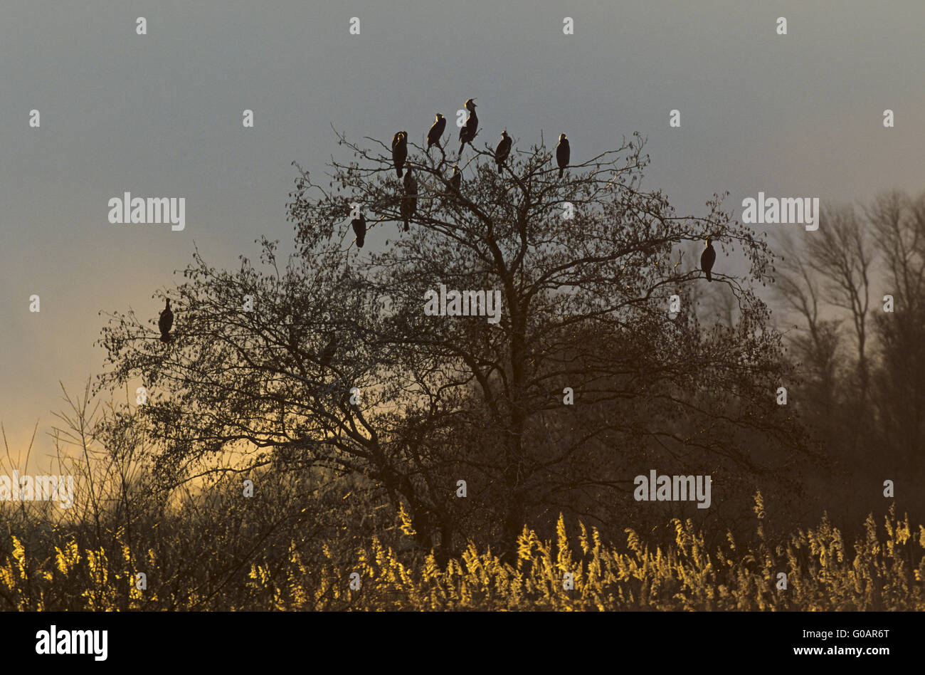 Great Cormorants gathering on a tree Stock Photo