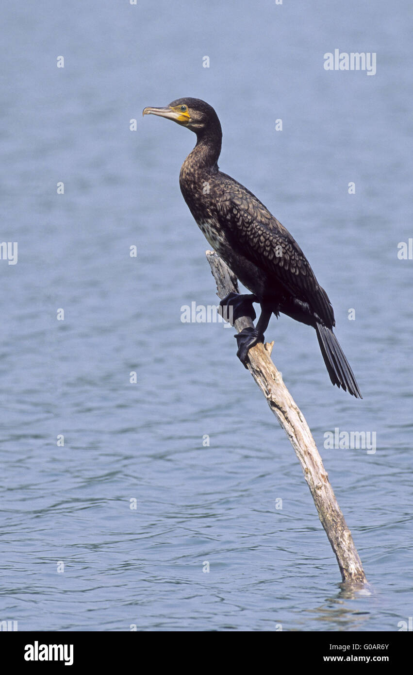 Great Black Cormorant resting on a snag tree Stock Photo