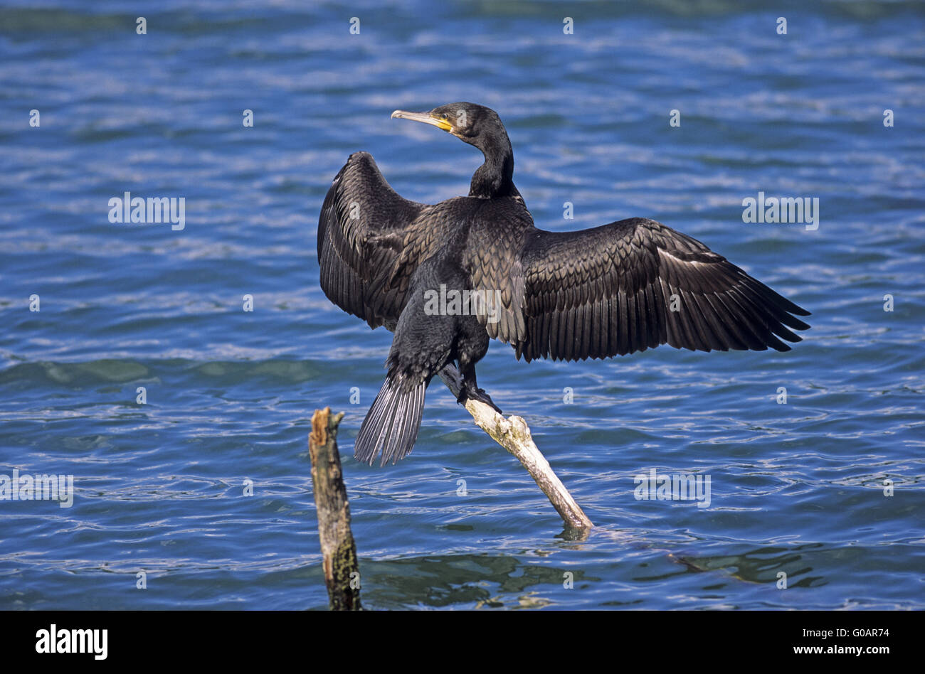 Great Cormorant juvenile bird dries his plumage Stock Photo