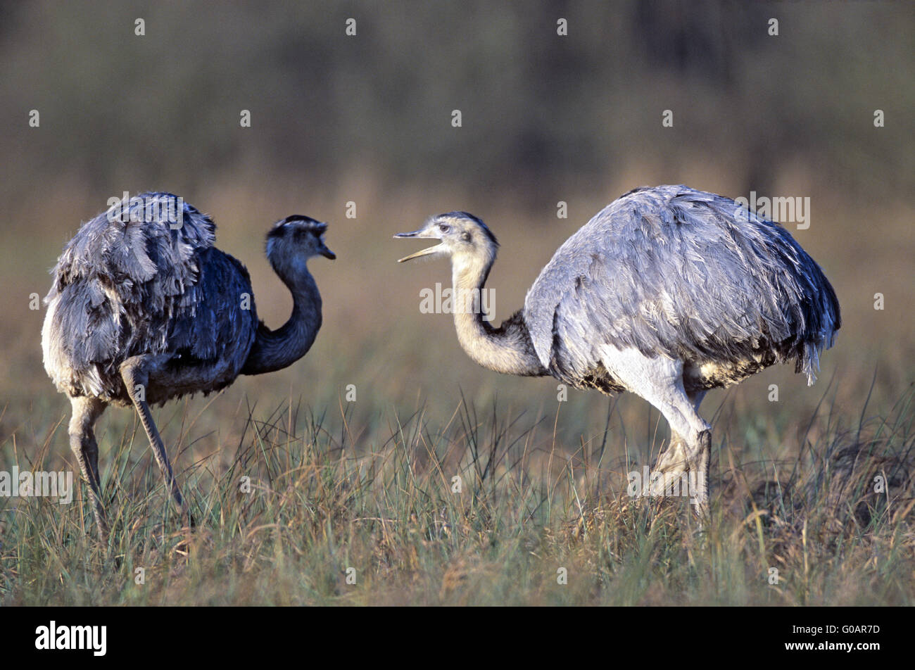 Greater rhea rhea americana adult hi-res stock photography and images ...