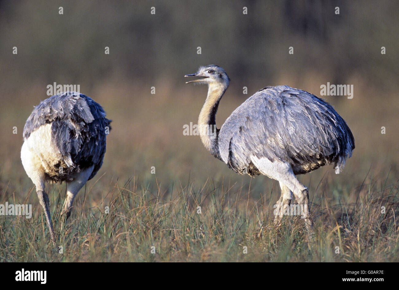 Greater Rheas foraging in a marshy meadow Stock Photo