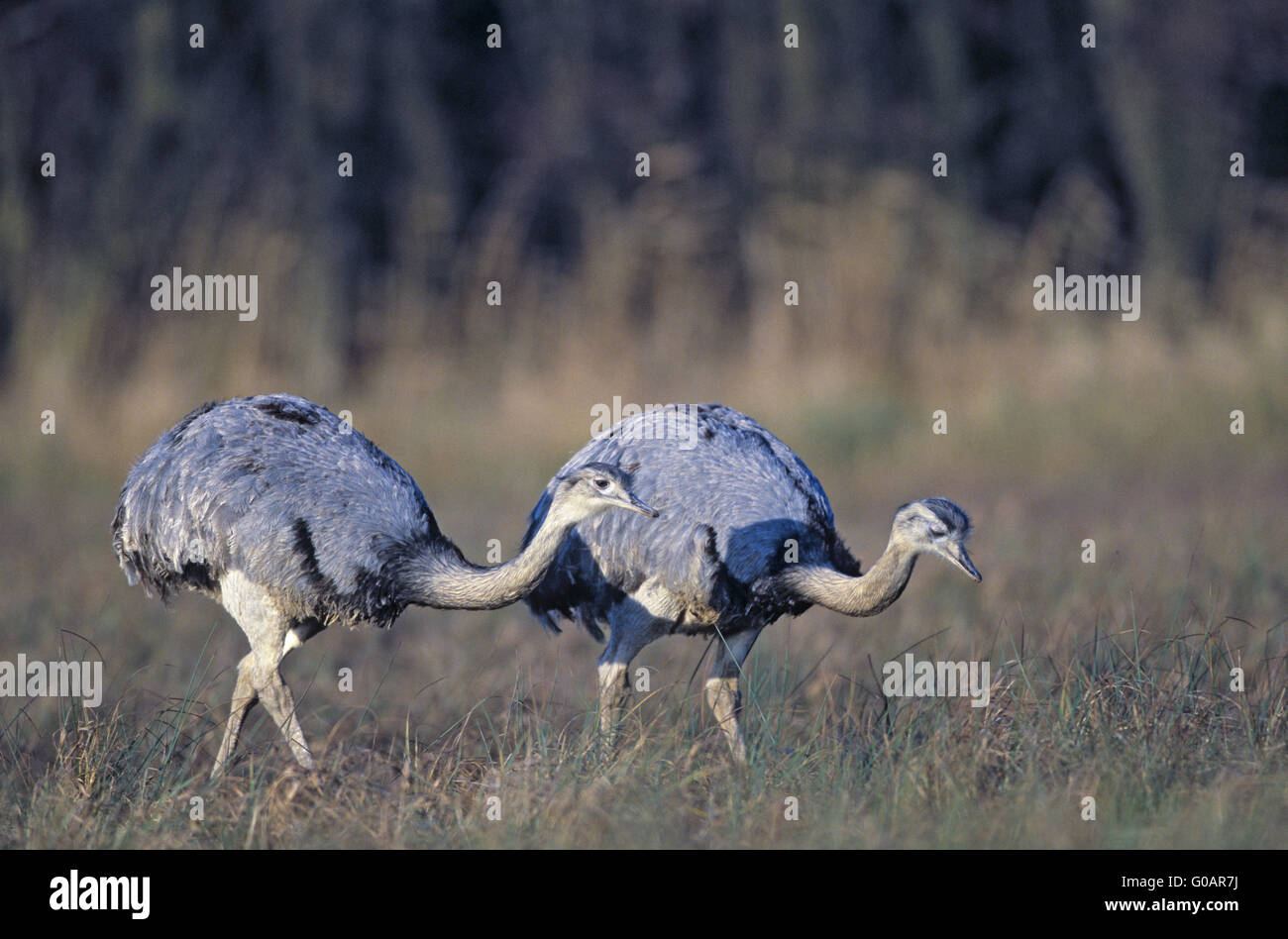 Greater Rheas foraging in a marshy meadow Stock Photo