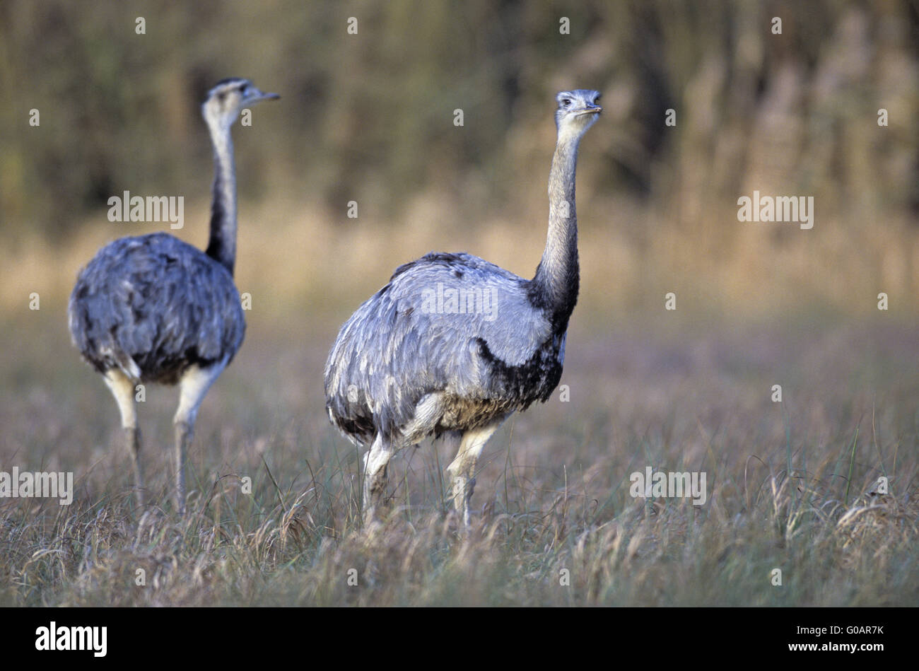 Greater Rhea looking towards to the photographer Stock Photo
