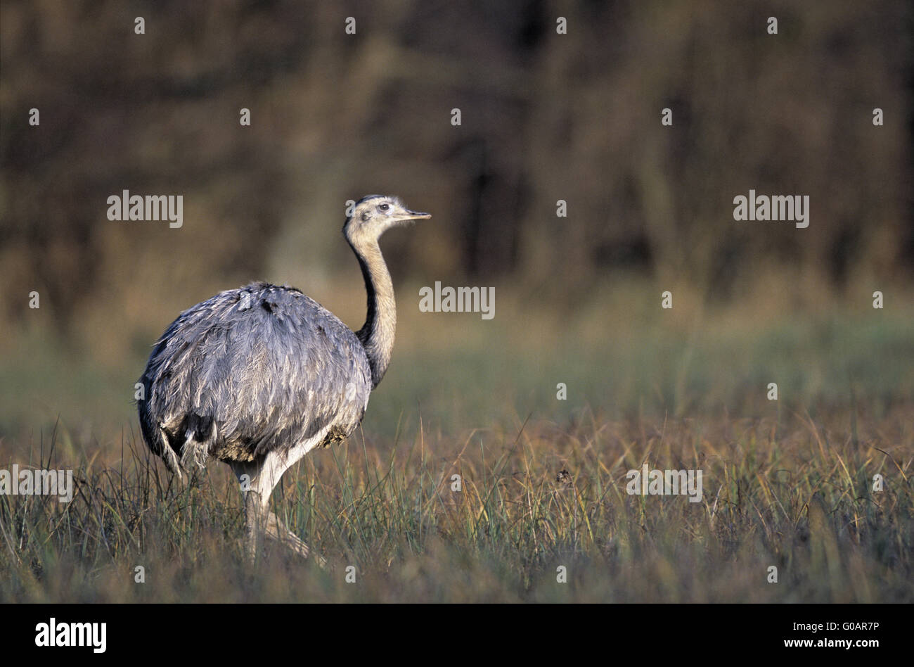 Greater Rhea observing alert a conspecific Stock Photo