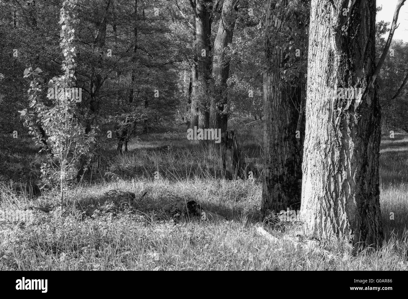 old and young side by side in the forest of poplar Stock Photo