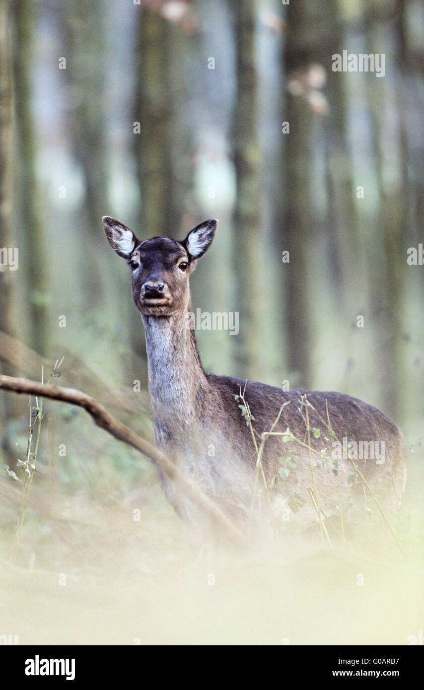 Fallow Deer portrait of a hind Stock Photo