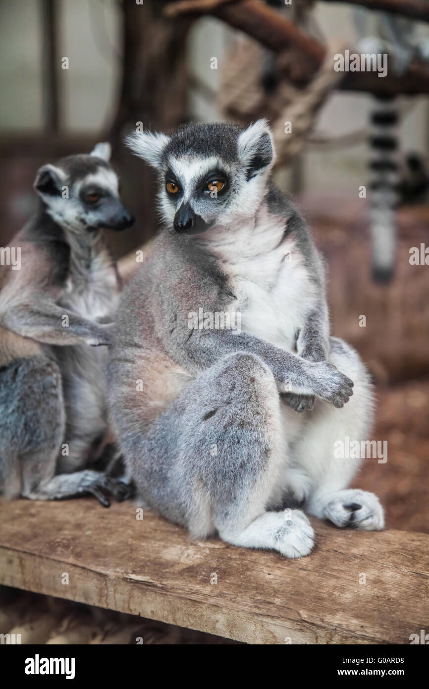 ring-tailed lemur. Stock Photo